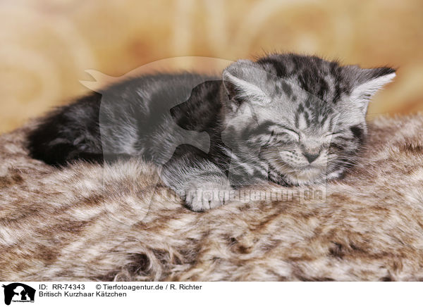 Britisch Kurzhaar Ktzchen / British Shorthair Kitten / RR-74343
