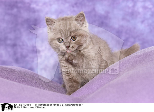 Britisch Kurzhaar Ktzchen / British Shorthair Kitten / SS-42555
