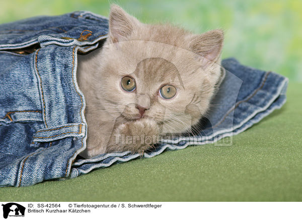 Britisch Kurzhaar K�tzchen / British Shorthair Kitten / SS-42564