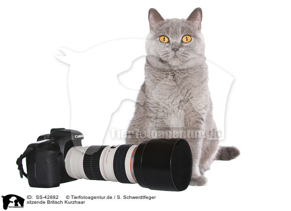 sitzende Britisch Kurzhaar / sitting British Shorthair / SS-42882