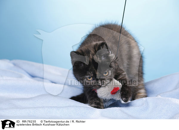 spielendes Britisch Kurzhaar Ktzchen / playing British Shorthair Kitten / RR-76235