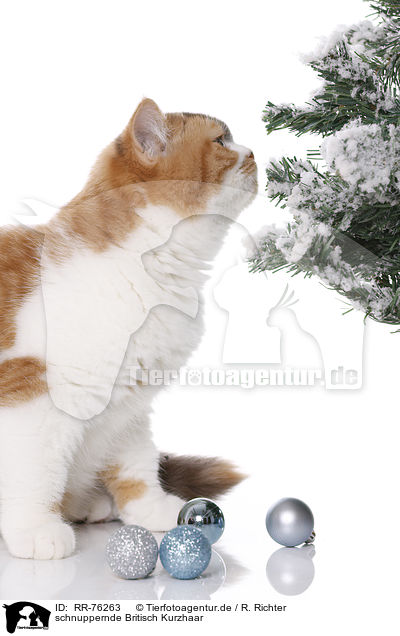 schnuppernde Britisch Kurzhaar / snuffling British Shorthair / RR-76263
