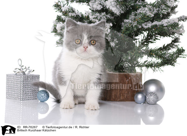 Britisch Kurzhaar Ktzchen / British Shorthair Kitten / RR-76267