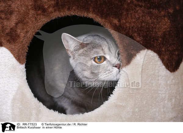 Britisch Kurzhaar  in einer Hhle / British Shorthair in hole / RR-77523