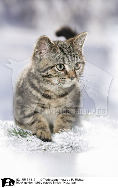 black-golden-tabby-classic Britisch Kurzhaar / black-golden-tabby-classic British Shorthair / RR-77817