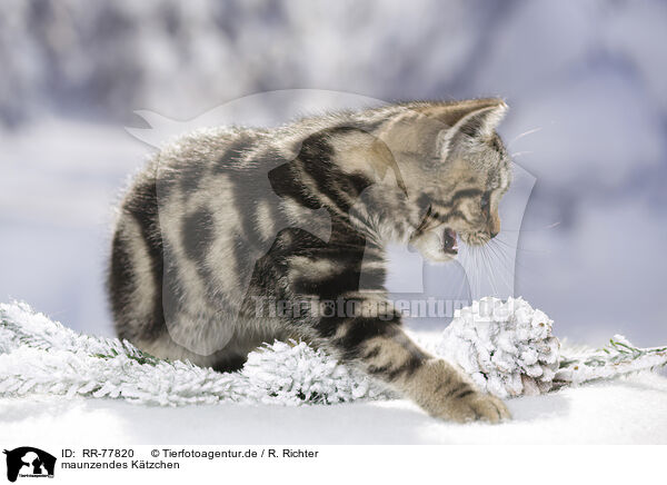 maunzendes Ktzchen / mewling kitten / RR-77820