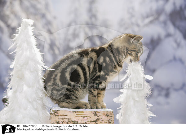black-golden-tabby-classic Britisch Kurzhaar / black-golden-tabby-classic British Shorthair / RR-77833