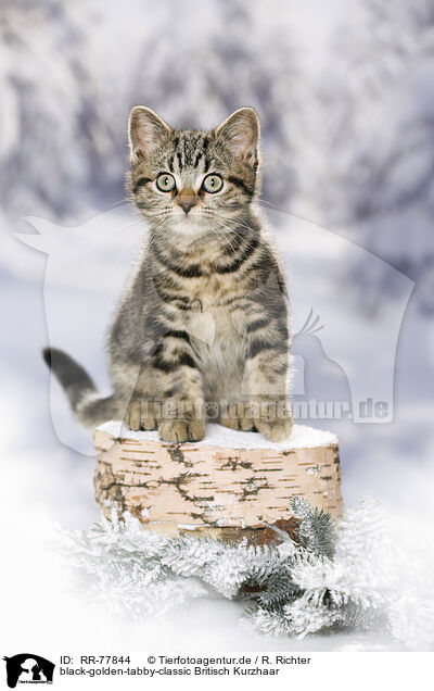 black-golden-tabby-classic Britisch Kurzhaar / RR-77844