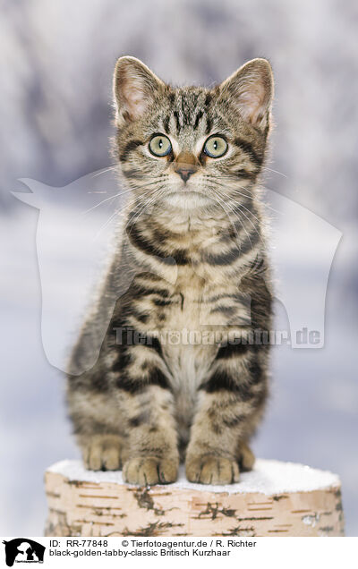 black-golden-tabby-classic Britisch Kurzhaar / RR-77848