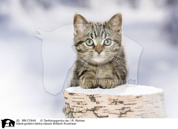 black-golden-tabby-classic Britisch Kurzhaar / RR-77849