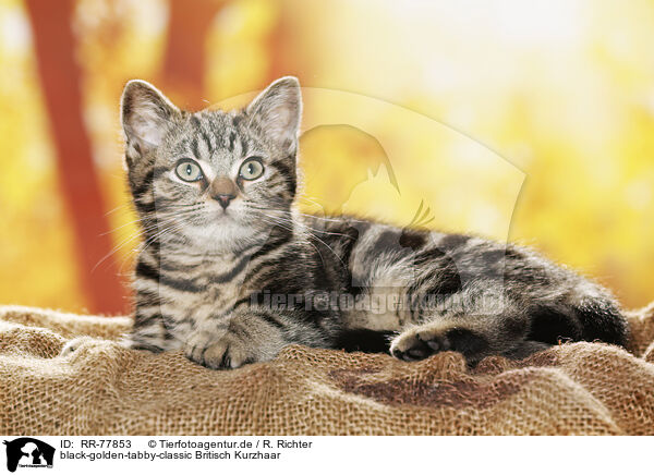 black-golden-tabby-classic Britisch Kurzhaar / black-golden-tabby-classic British Shorthair / RR-77853