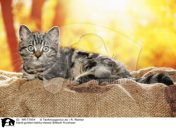 black-golden-tabby-classic Britisch Kurzhaar / black-golden-tabby-classic British Shorthair / RR-77854