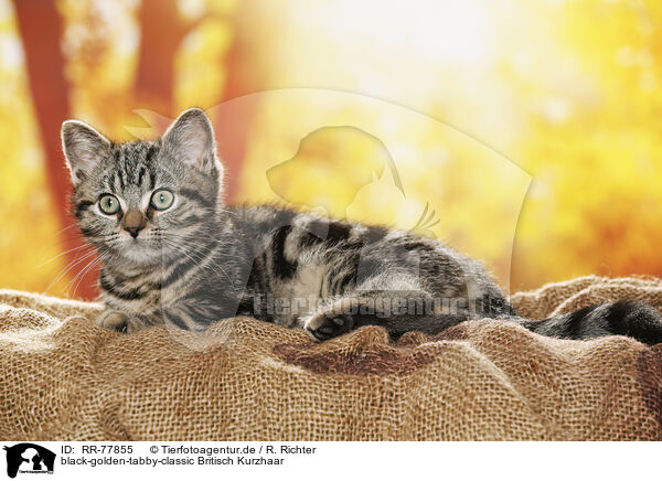 black-golden-tabby-classic Britisch Kurzhaar / black-golden-tabby-classic British Shorthair / RR-77855