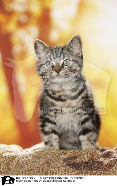 black-golden-tabby-classic Britisch Kurzhaar / black-golden-tabby-classic British Shorthair / RR-77859