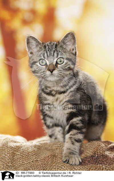 black-golden-tabby-classic Britisch Kurzhaar / black-golden-tabby-classic British Shorthair / RR-77860