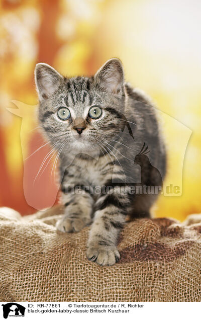 black-golden-tabby-classic Britisch Kurzhaar / RR-77861