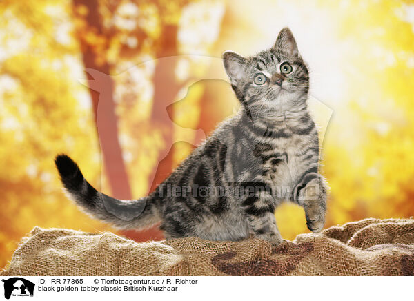 black-golden-tabby-classic Britisch Kurzhaar / black-golden-tabby-classic British Shorthair / RR-77865