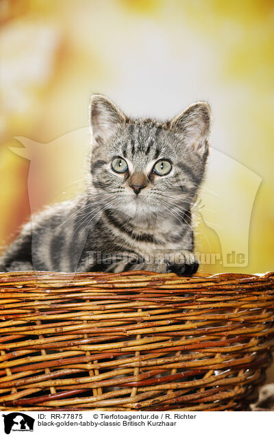 black-golden-tabby-classic Britisch Kurzhaar / RR-77875