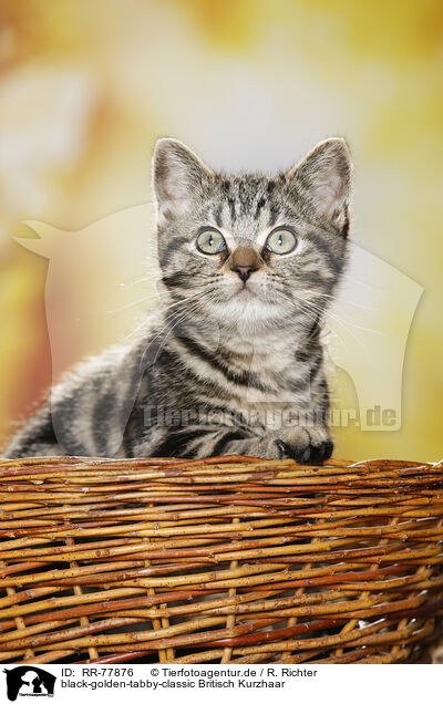 black-golden-tabby-classic Britisch Kurzhaar / RR-77876