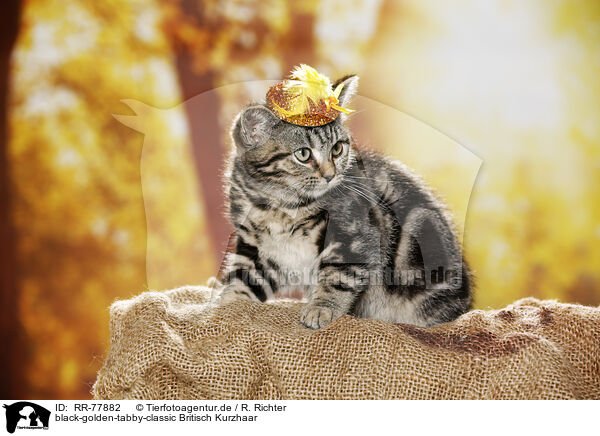 black-golden-tabby-classic Britisch Kurzhaar / black-golden-tabby-classic British Shorthair / RR-77882