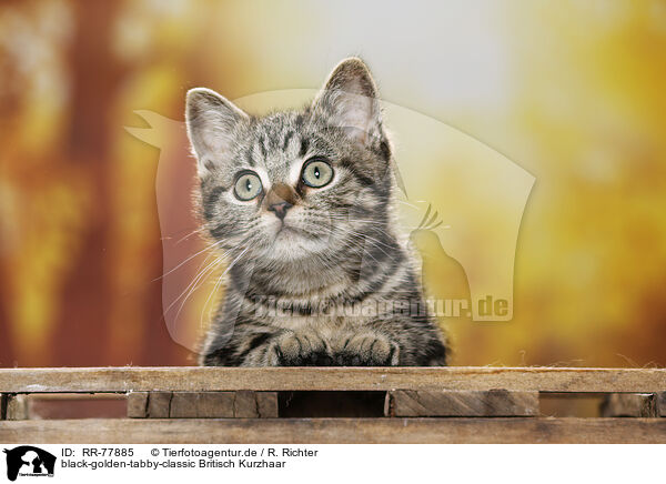 black-golden-tabby-classic Britisch Kurzhaar / black-golden-tabby-classic British Shorthair / RR-77885