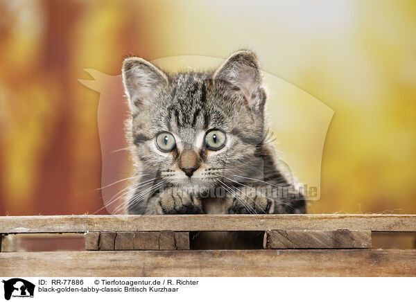 black-golden-tabby-classic Britisch Kurzhaar / black-golden-tabby-classic British Shorthair / RR-77886