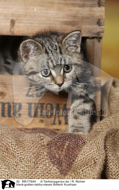 black-golden-tabby-classic Britisch Kurzhaar / black-golden-tabby-classic British Shorthair / RR-77894