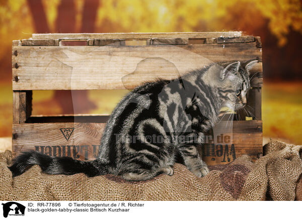 black-golden-tabby-classic Britisch Kurzhaar / black-golden-tabby-classic British Shorthair / RR-77896