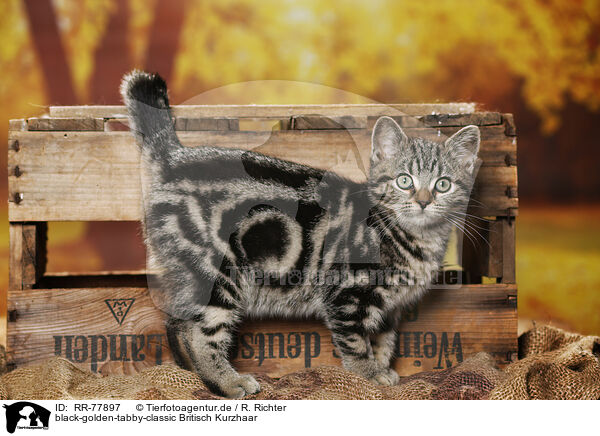 black-golden-tabby-classic Britisch Kurzhaar / black-golden-tabby-classic British Shorthair / RR-77897
