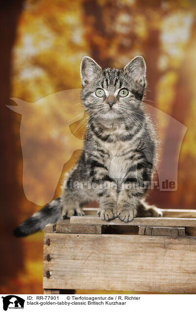 black-golden-tabby-classic Britisch Kurzhaar / black-golden-tabby-classic British Shorthair / RR-77901