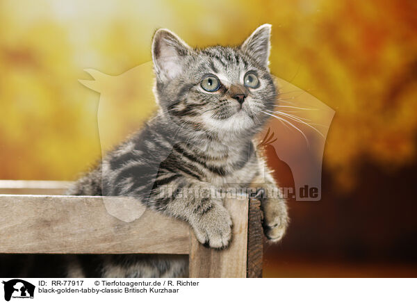 black-golden-tabby-classic Britisch Kurzhaar / black-golden-tabby-classic British Shorthair / RR-77917
