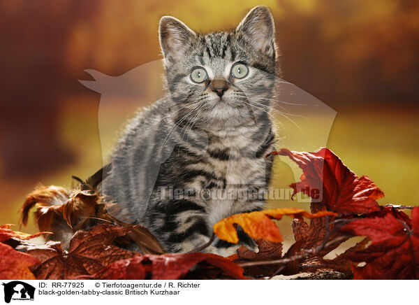 black-golden-tabby-classic Britisch Kurzhaar / RR-77925