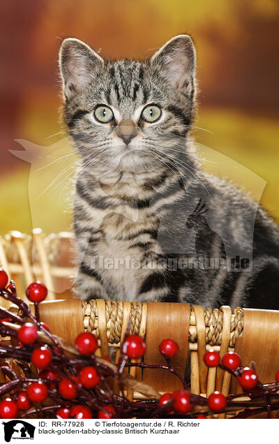 black-golden-tabby-classic Britisch Kurzhaar / black-golden-tabby-classic British Shorthair / RR-77928