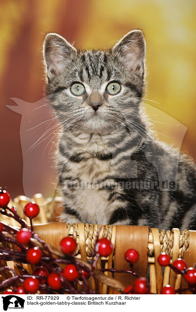black-golden-tabby-classic Britisch Kurzhaar / RR-77929