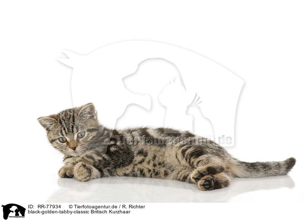 black-golden-tabby-classic Britisch Kurzhaar / black-golden-tabby-classic British Shorthair / RR-77934