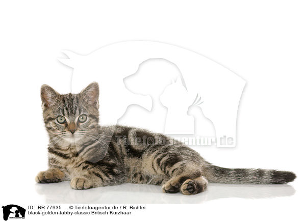 black-golden-tabby-classic Britisch Kurzhaar / black-golden-tabby-classic British Shorthair / RR-77935