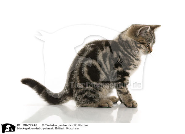 black-golden-tabby-classic Britisch Kurzhaar / RR-77948