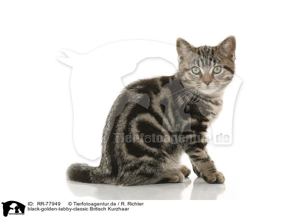 black-golden-tabby-classic Britisch Kurzhaar / black-golden-tabby-classic British Shorthair / RR-77949