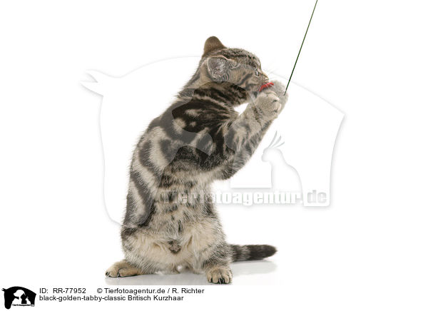 black-golden-tabby-classic Britisch Kurzhaar / black-golden-tabby-classic British Shorthair / RR-77952