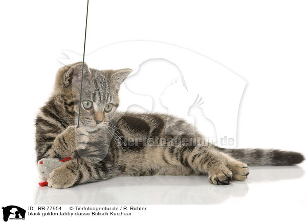 black-golden-tabby-classic Britisch Kurzhaar / black-golden-tabby-classic British Shorthair / RR-77954