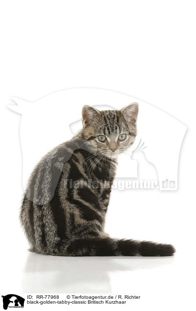 black-golden-tabby-classic Britisch Kurzhaar / RR-77968