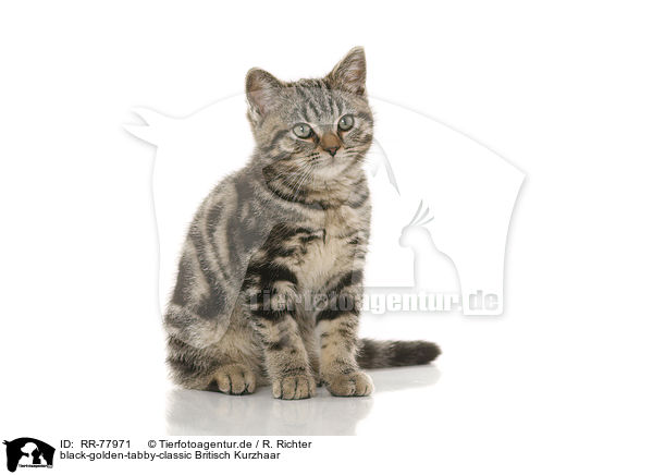 black-golden-tabby-classic Britisch Kurzhaar / RR-77971