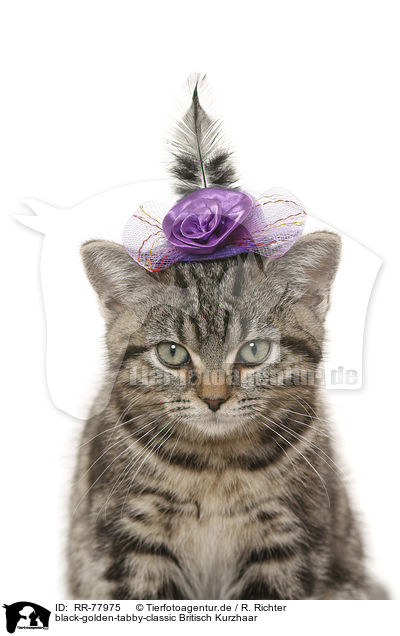 black-golden-tabby-classic Britisch Kurzhaar / black-golden-tabby-classic British Shorthair / RR-77975