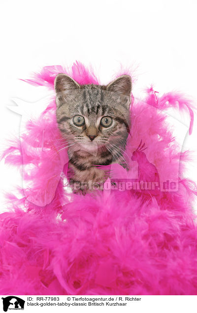 black-golden-tabby-classic Britisch Kurzhaar / black-golden-tabby-classic British Shorthair / RR-77983