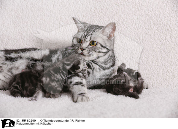 Katzenmutter mit Ktzchen / cat mother with kittens / RR-80299
