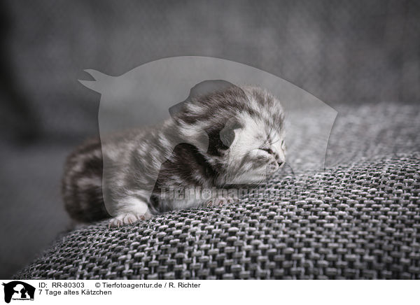 7 Tage altes Ktzchen / 7 days old kitten / RR-80303