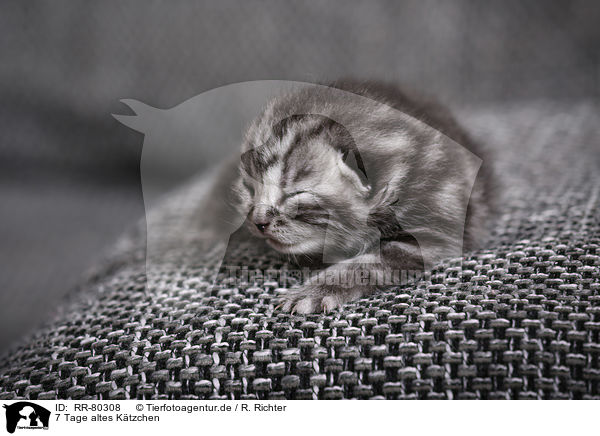 7 Tage altes Ktzchen / 7 days old kitten / RR-80308