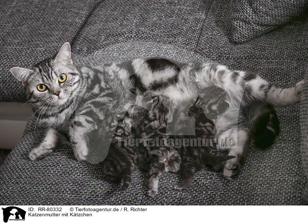 Katzenmutter mit Ktzchen / cat mother with kittens / RR-80332