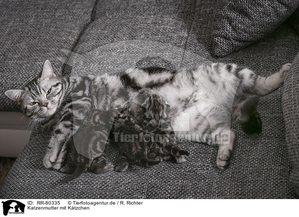 Katzenmutter mit Ktzchen / cat mother with kittens / RR-80335