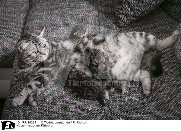 Katzenmutter mit Ktzchen / cat mother with kittens / RR-80337